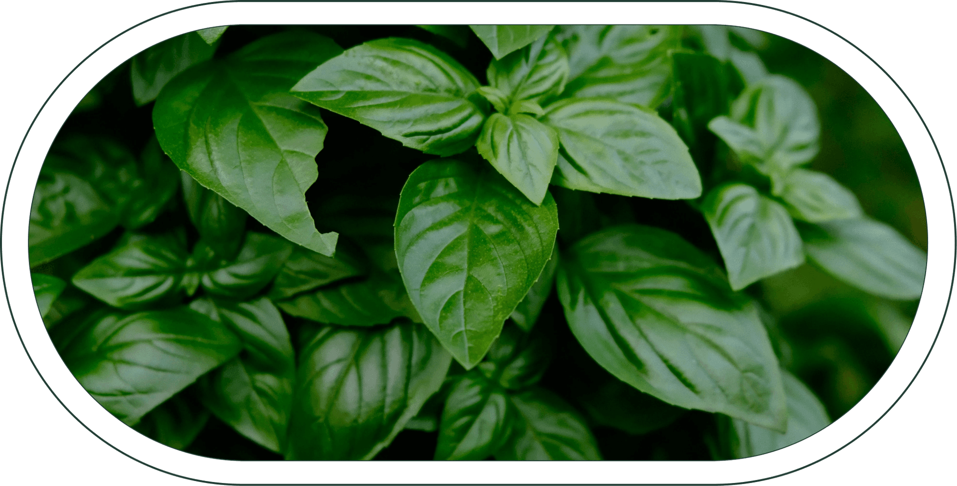 Basil Leaves